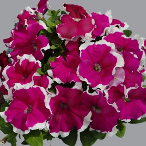 Limbo Rose picotee3